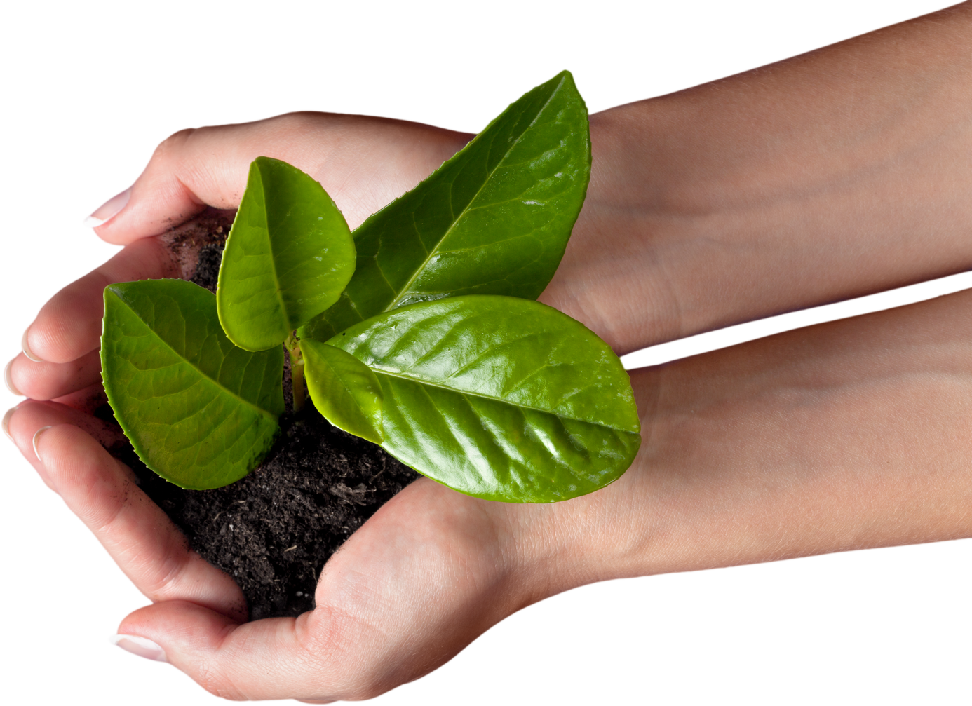 Hands Holding a Young Plant