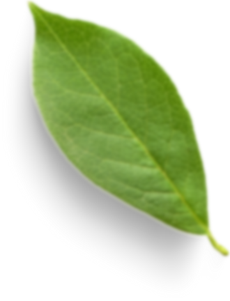 Isolated Cutout PNG